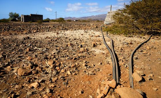 Sequías, incendios y plagas: los bosques Europa y Norteamérica afrontan la presión del cambio climático